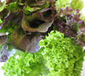 gourmet-medley-lettuce